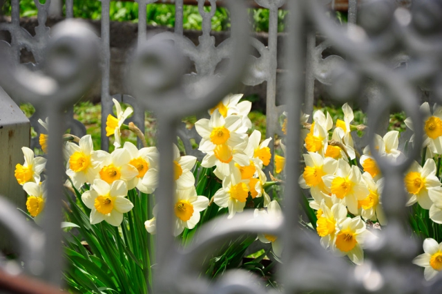 Narzissen blühen auch noch Ende Mai in Georgien Friedhof Georgien bei Gergeti