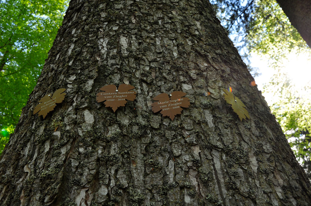 Trauerwald, eingebettet im Nationalpark Bayerischer Wald