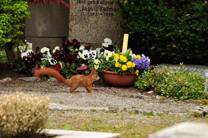 Eichhörnchen Heilbronner Hauptfriedhof