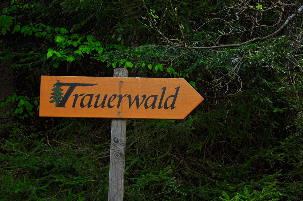 Trauerwald_BayWald_080516_002_WEB