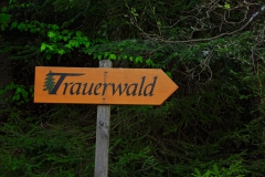 Trauerwald_BayWald_080516_002_WEB