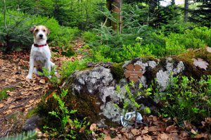 Trauerwald_BayWald_080516_011_Web