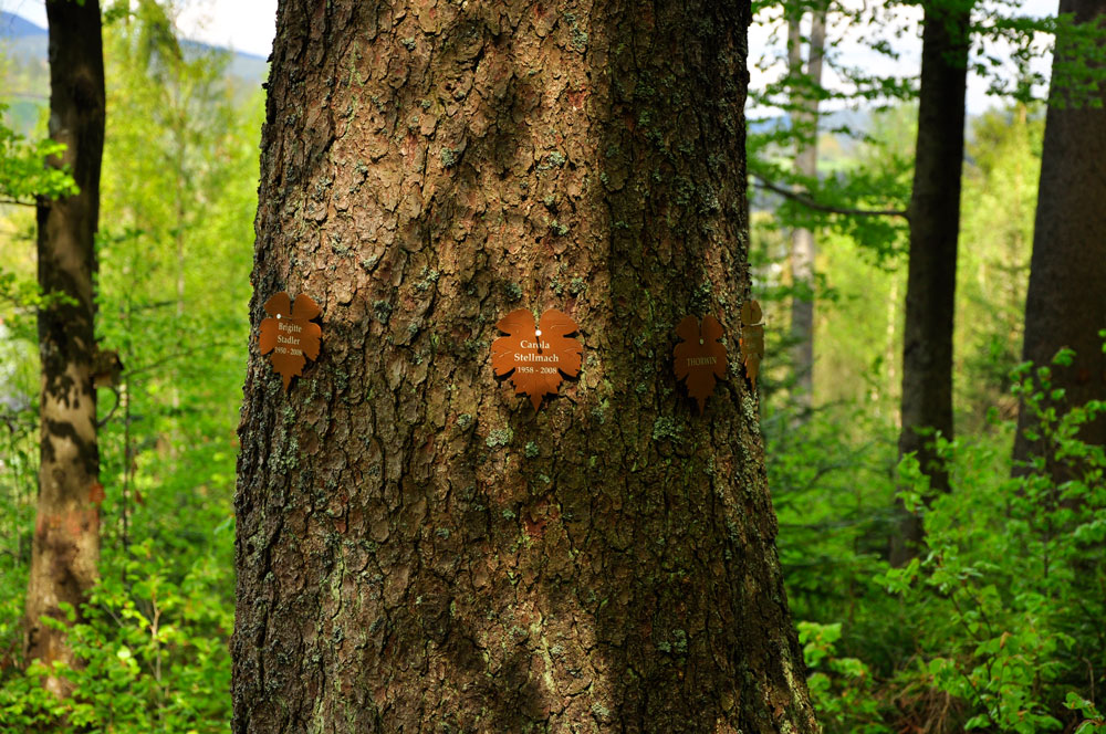 Trauerwald, eingebettet im Nationalpark Bayerischer Wald