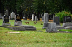 Zentralfriedhof_WIEN_10-2016_0244