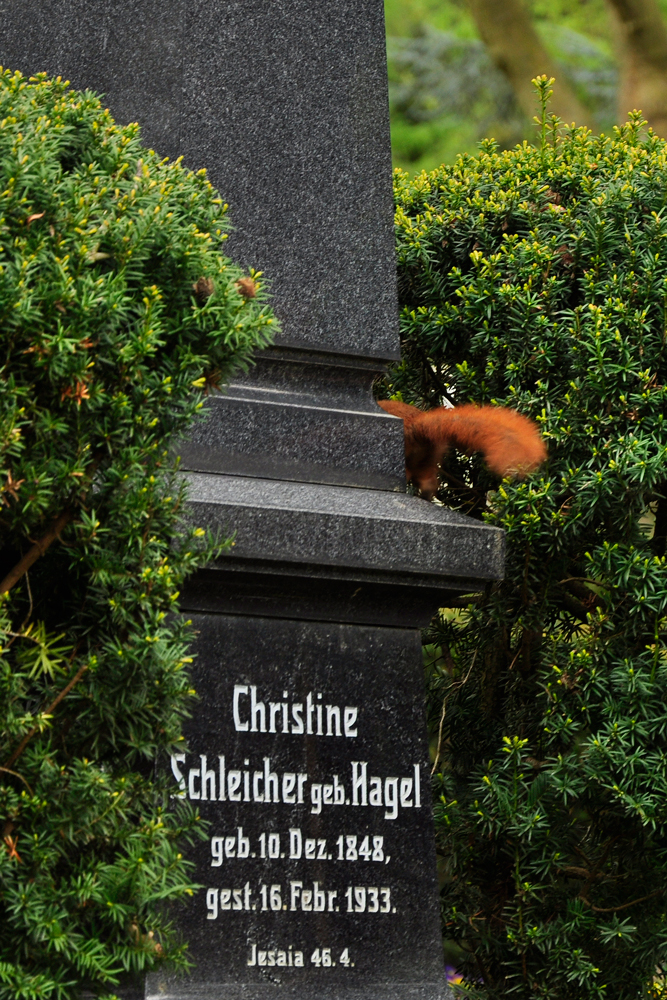 Eichhörnchen  Heilbronner Hauptfriedhof