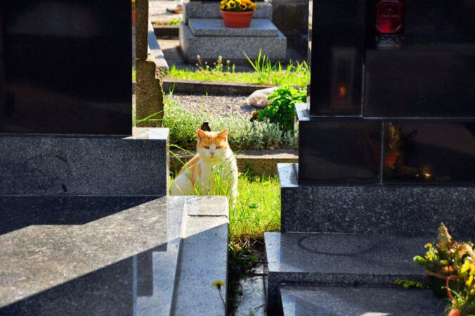 Katze auf Friedhof Susice Tschechien