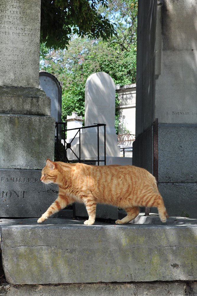 Katze Friedhof Père-Lachaise, Paris
