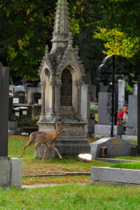 Rehe auf dem Wiener Zentralfriedhof